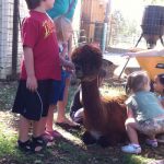 Kids petting Alpacas