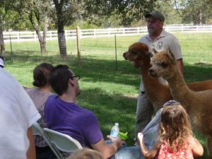 Alpacas For Sale: California