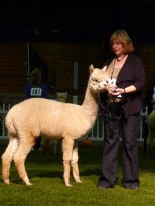 Alpaca Herdsires California