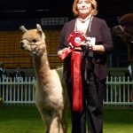 sold Huacaya Alpaca