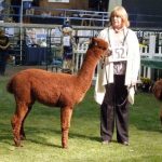 sold Alpaca herdshire