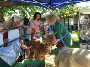 Alpacas at the Honey Bee Festival