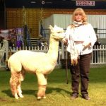 Alpaca judging contest