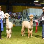 Award winning male & female Alpacas