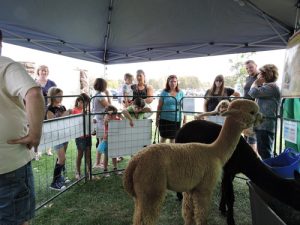 Arapaho Rose Alpaca Booth at Honey Bee Festival California