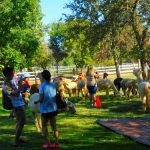 Meeting Alpacas