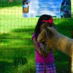 kid feeding Alpacas