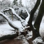 Snow Storm February 12,2019