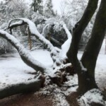 Snow Storm February 12,2019